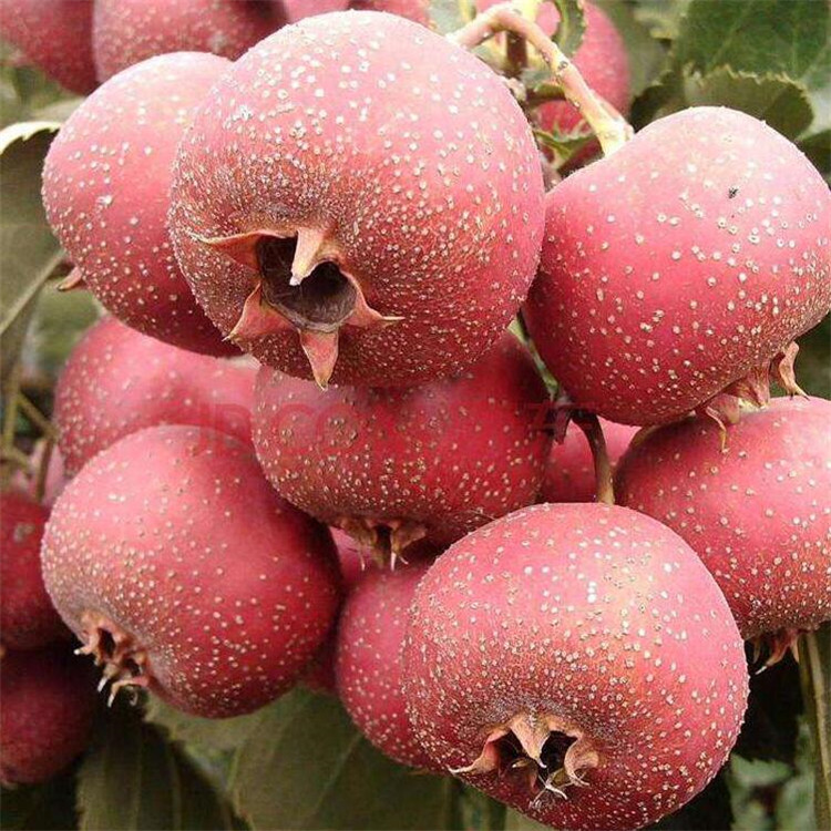 北京密云巨峰、玫瑰香葡萄正甜葡萄酒销量也上来了