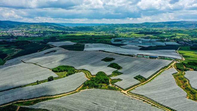 贵州威宁：15万亩苹果映红乡村振兴路