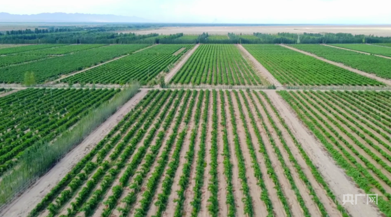 丰收“新”盛景丨戈壁滩上酿甜蜜 万亩葡萄喜丰收