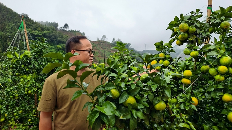 西林金秋沙糖桔丰收在望 产业升级铺就兴业富民路