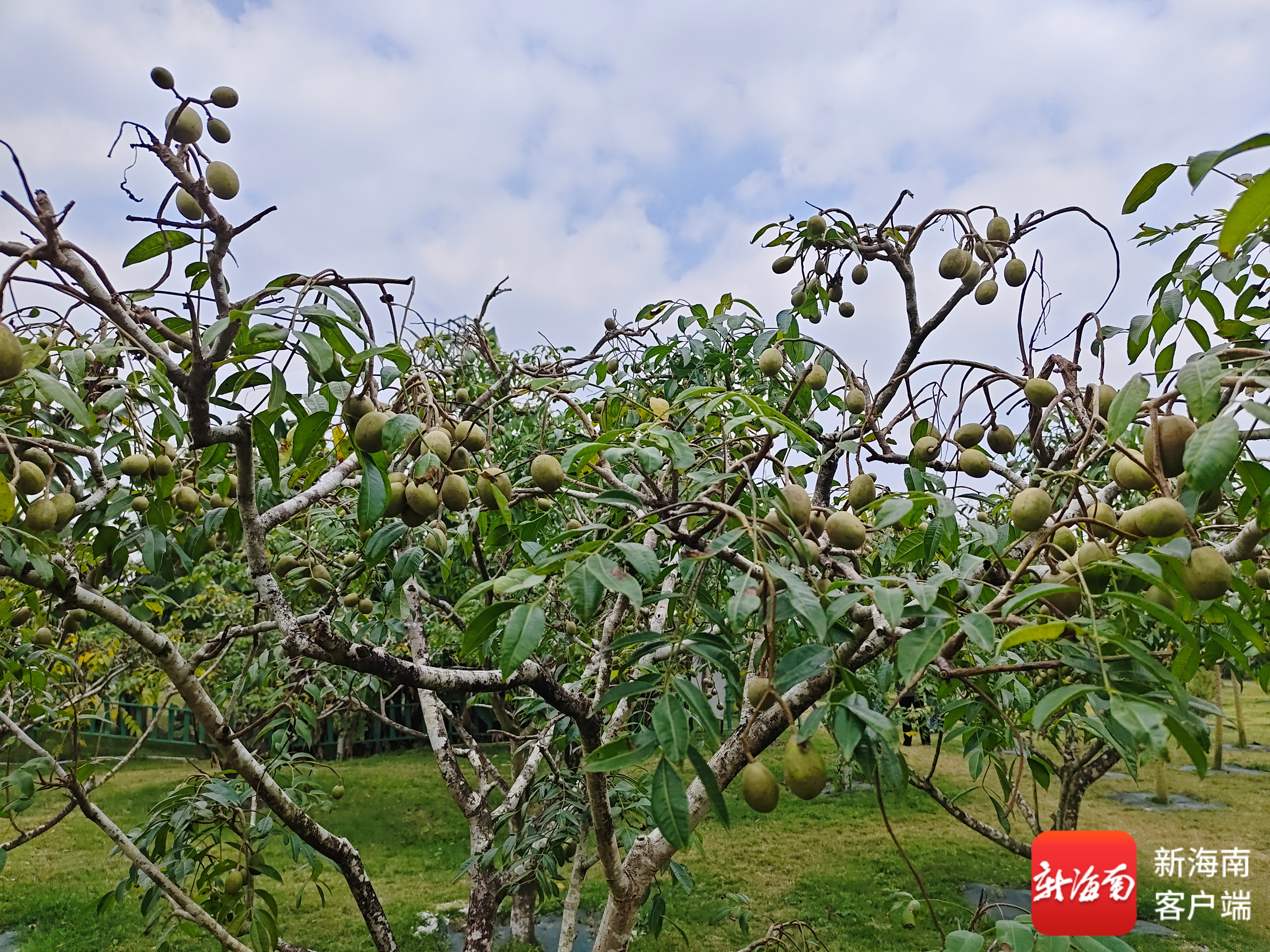 琼海累计推广手指柠檬等热带优新水果7500亩
