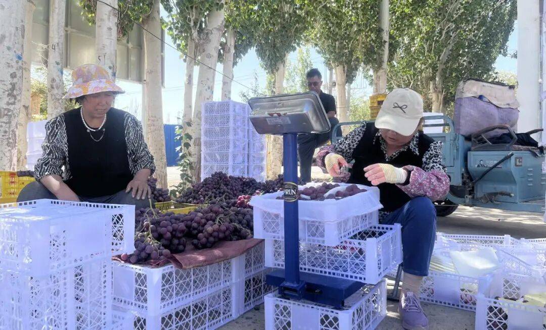 【乡村振兴进行时】敦煌市转渠口镇开启葡萄甜蜜“销售季”