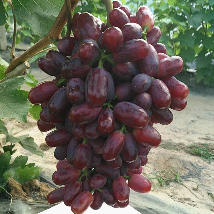 四川省农业农村厅