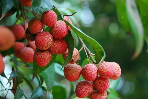柴火慢烤手作传承！高州老树龙眼盏盏皆灯笼清甜有嚼劲！