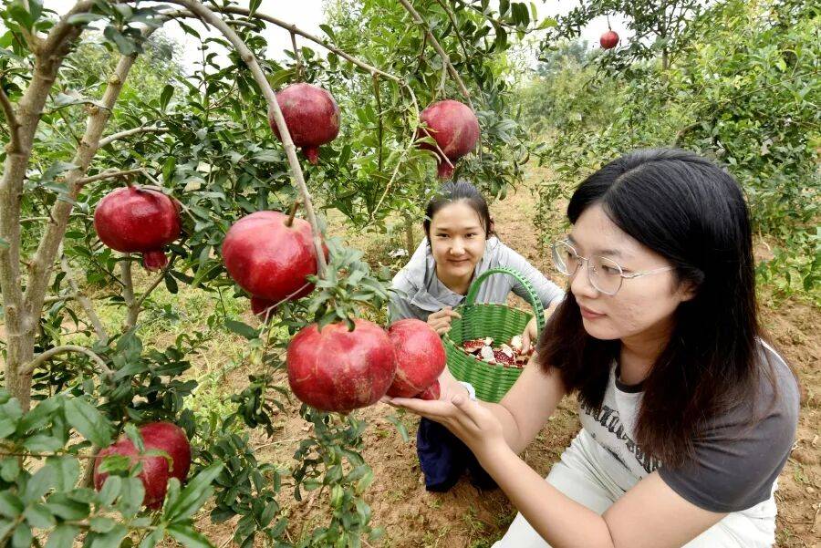 【乡村振兴】常袋镇“六月红”软籽石榴抢先上市
