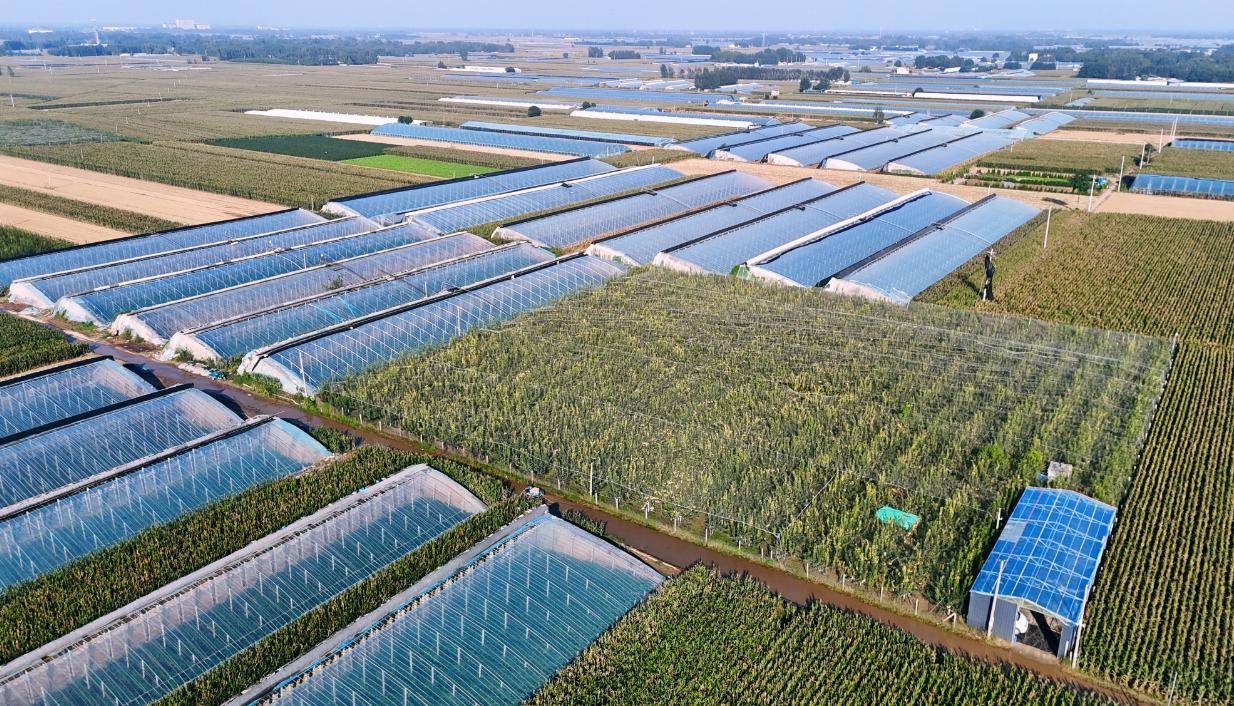 粮满仓·好丰光｜探秘梨子界的“红富士”——冠县酥梨