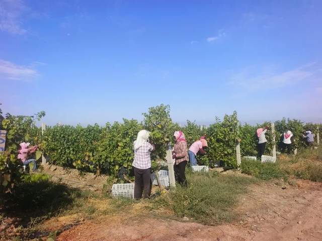 丝路酒庄迎来收获季从品质到市场的多重丰收