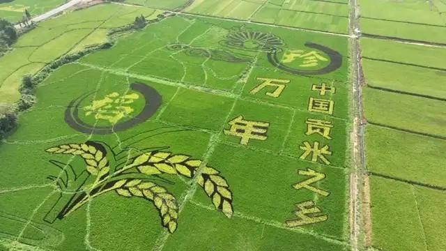 【万年新观察】从“特色”到“名牌”：品牌升级 重构农业产业价