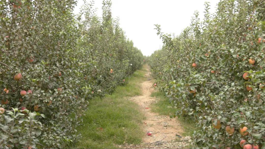 泽普县：戈壁种出万亩果园 硕果满枝果香四溢