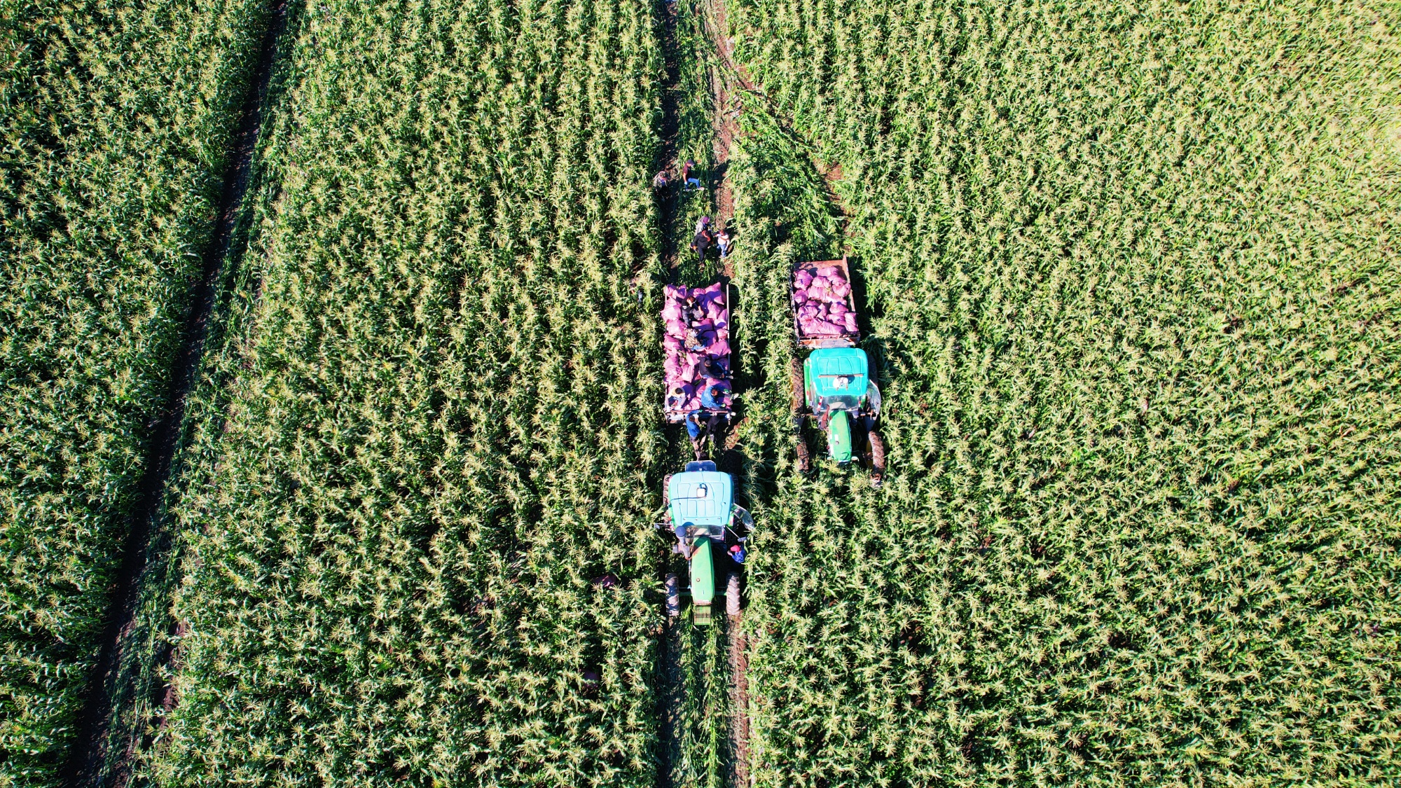 “错峰上市”不愁卖！阿合其农场二茬鲜食玉米迎来丰收季